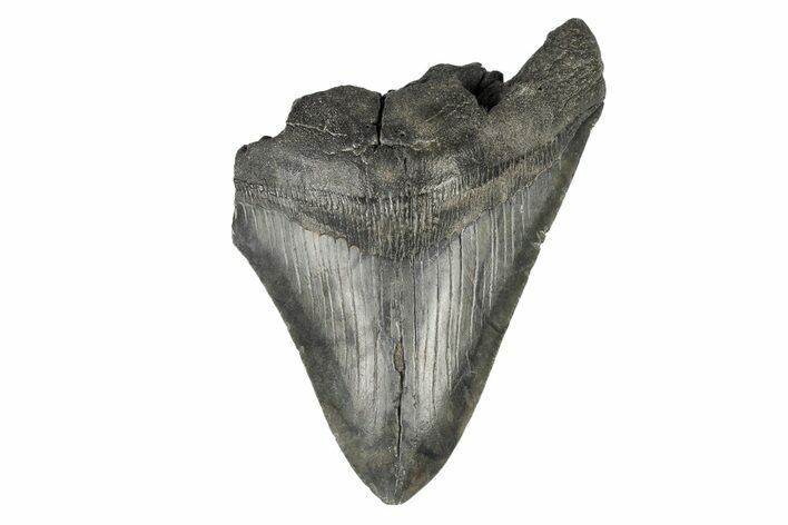 Partial Megalodon Tooth - South Carolina #193979